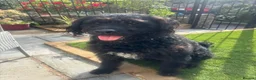 Rottweiler dogs for sale: Rottweiler x puppies Rottle - Advert 3