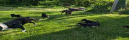 Mixed Breed dogs for sale: Australian Kelpie x Collie Pups in Llangadog - Advert 24