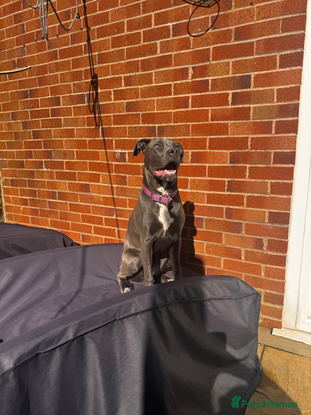 Mixed Breed dogs for sale: Storm 8months old  - Advert 7