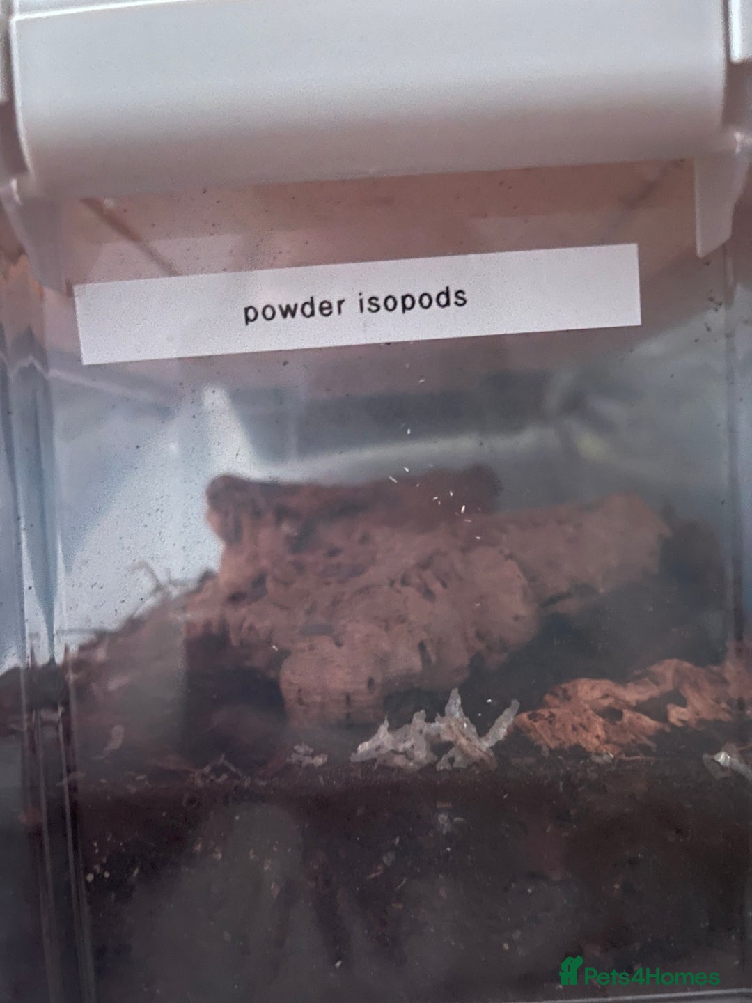 Millipedes invertebrates for sale: Millipedes , iso pods ,snails  - Image 6