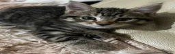 Mixed Breed cats for sale: 6 Lovely Kittens for sale  - Advert 9
