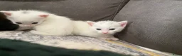 Mixed Breed cats for sale: 4 kittens for sale  in Radstock - Advert 6