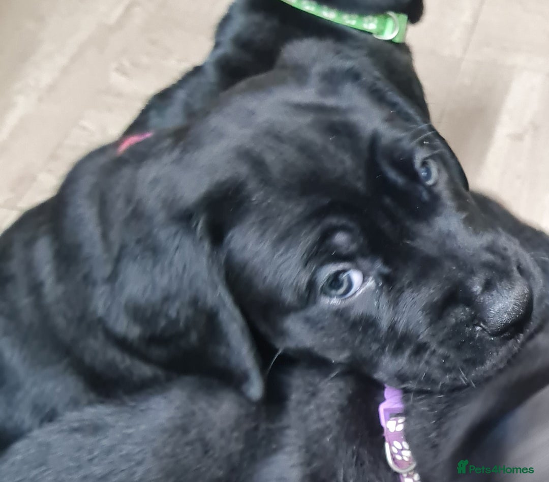 Mixed Breed dogs for sale: Presa canario - Advert 21