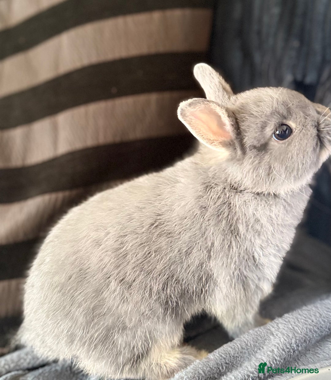 Netherland Dwarf rabbits for sale: Netherland dwarf rabbit - Image 2