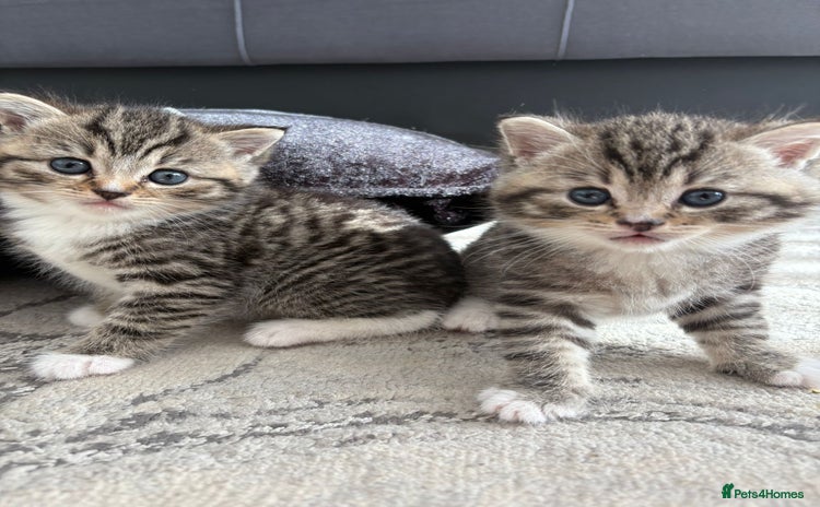 Scottish Fold cats - Advert 1
