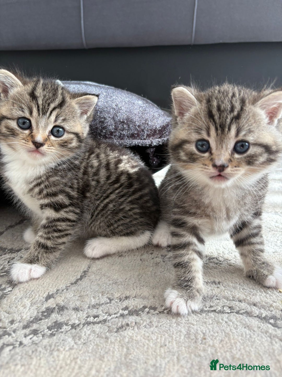 Scottish Fold cats for sale: Scottish straight kittens for sale  - Image 1