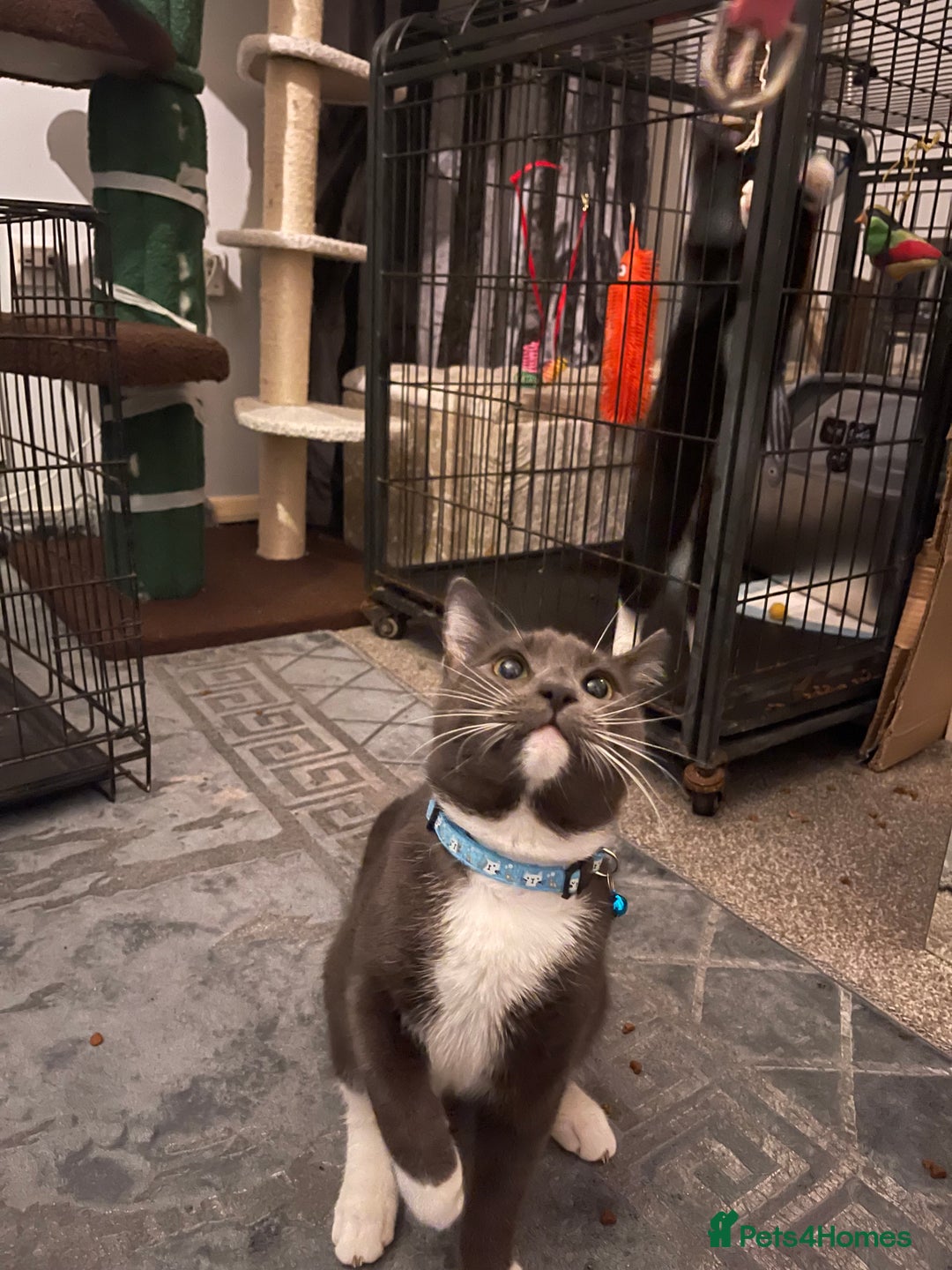 Domestic Shorthair cats for sale: Russian blue mix Domestic shorthair Kitten  - Advert 3