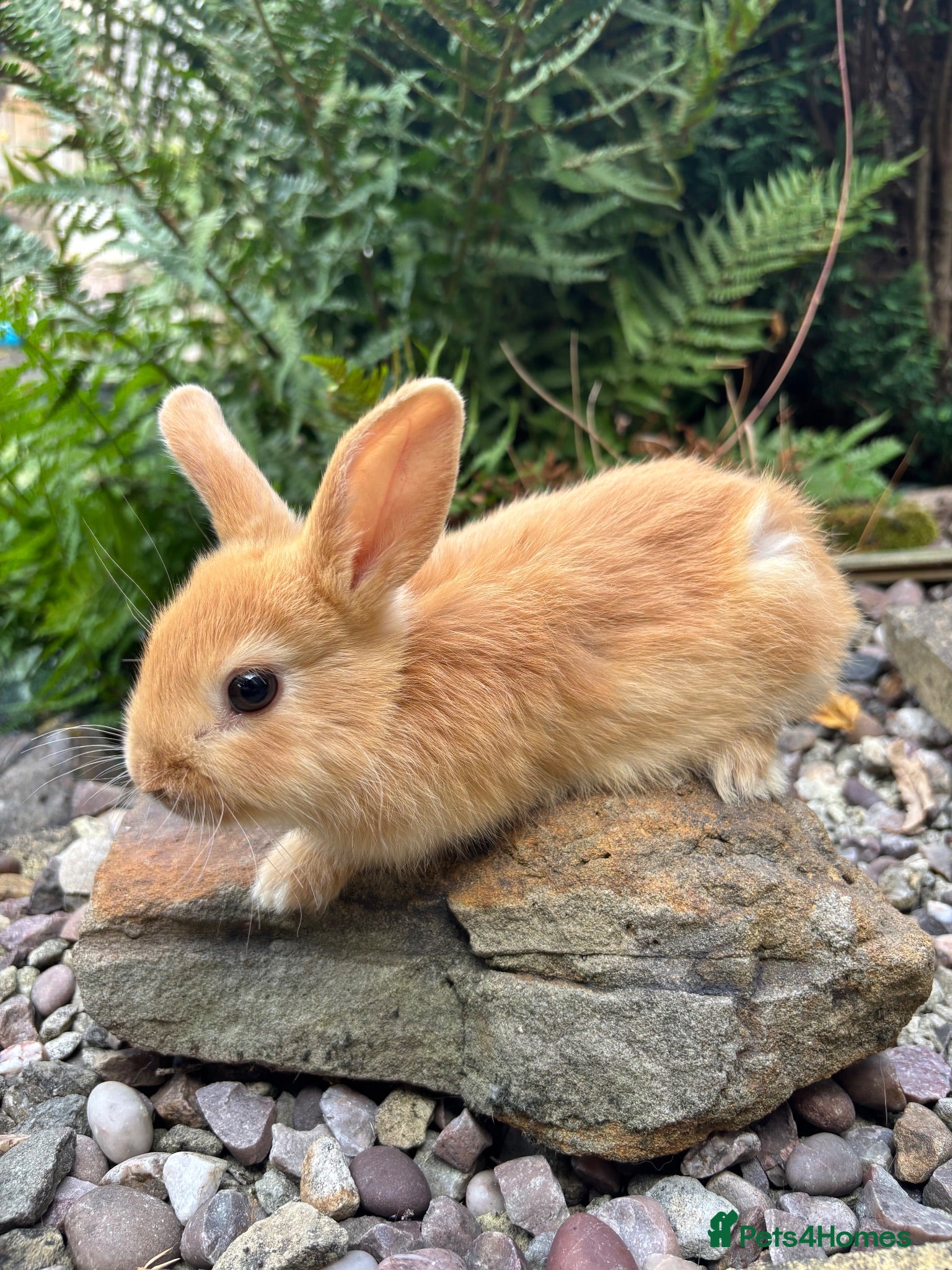 Mixed Breed rabbits Mini lop cross - orange chocolate black  - Advert 2
