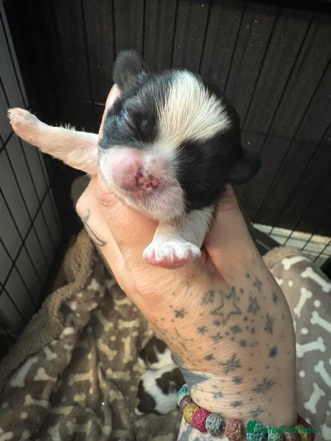 Shih Tzu dogs for sale: Shih tzu pups  - Image 12