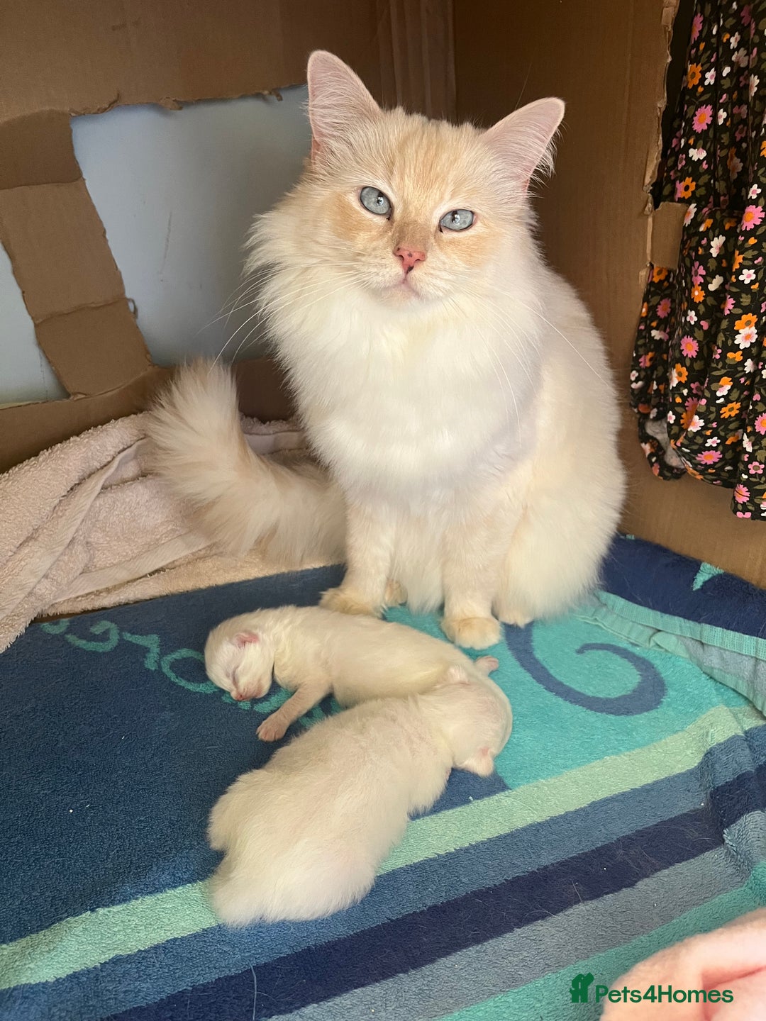 Ragdoll cats for sale: Quality kittens from DNA tested parents - Image 10
