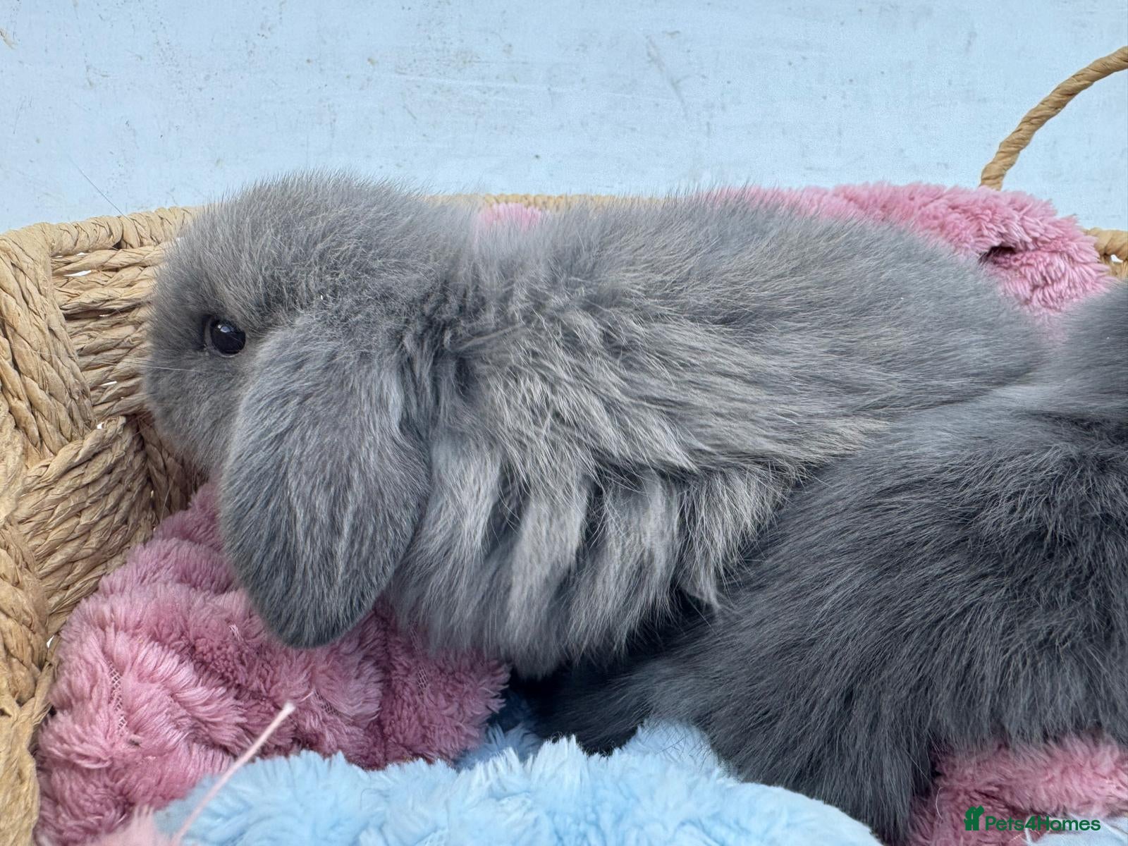 Mini Lop rabbits Pure bred Mini Lop Rabbits - Advert 2