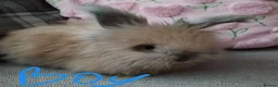 Angora rabbits for sale: English Angora Full Faced - Advert 1