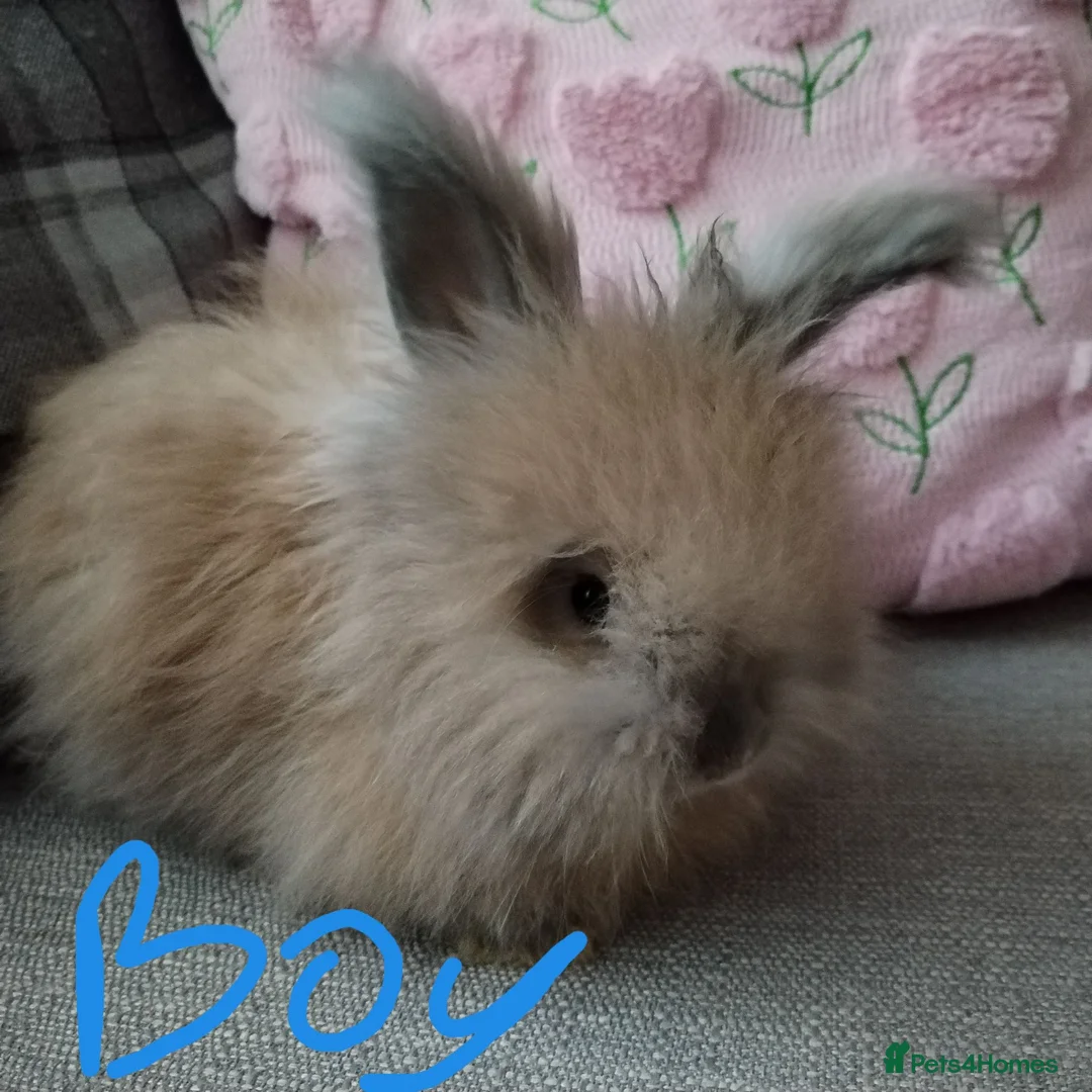 Angora rabbits for sale: English Angora Full Faced - Advert 1