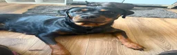 Rottweiler dogs for sale: 2 gorgeous rotti boys ready to go - Advert 3