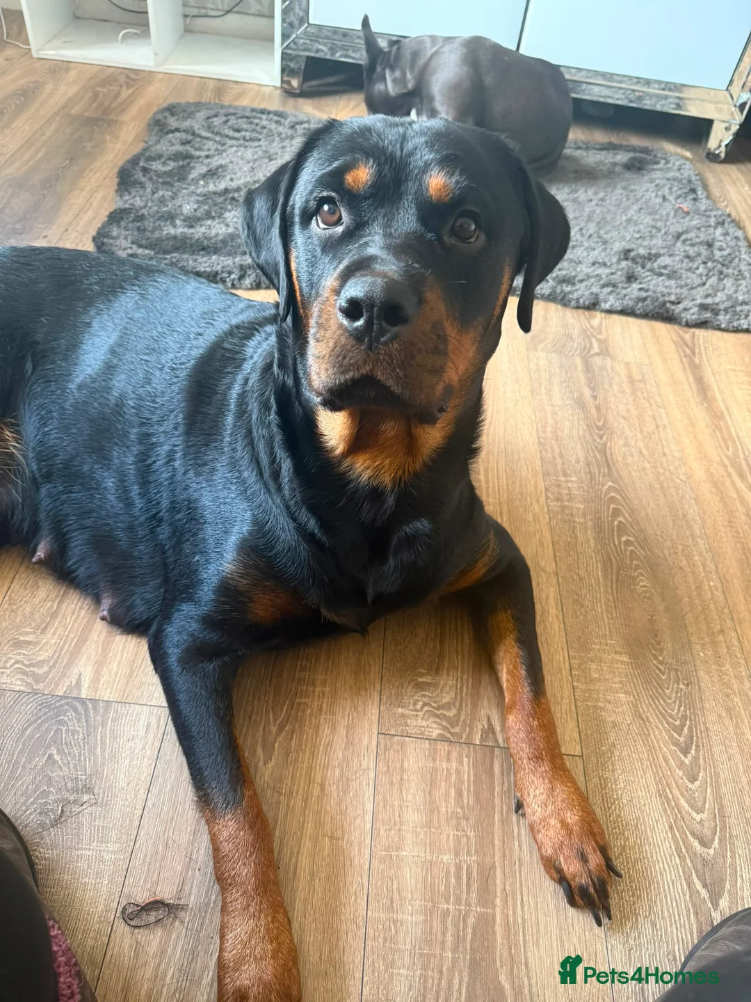 Rottweiler dogs for sale: 2 gorgeous rotti boys ready to go - Advert 3