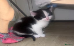 Ragdoll cats for sale: (2 GIRLS LEFT) 3 BiColour Ragdoll Ready in 3Weeks - Image 20