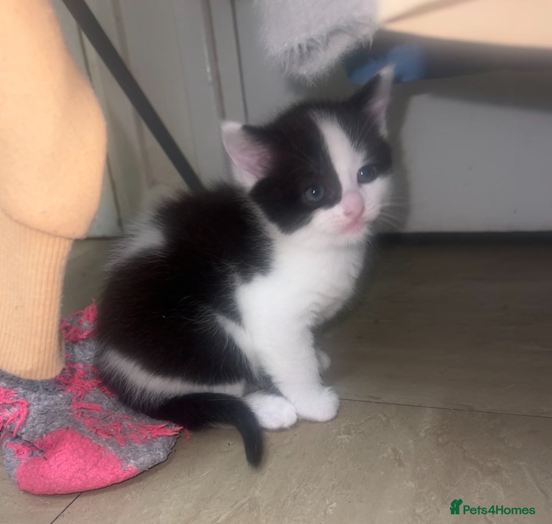 Ragdoll cats for sale: (2 GIRLS LEFT) 3 BiColour Ragdoll Ready in 3Weeks - Image 20