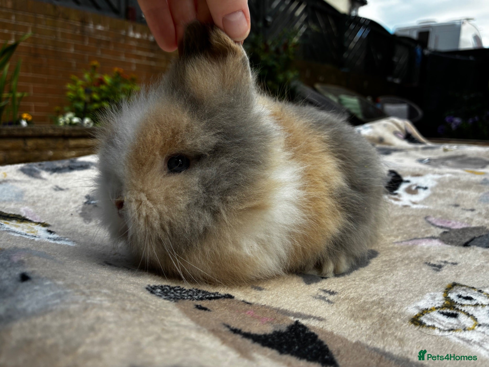 Lionhead rabbits LAST ONE READY TO GO NOW  - Advert 2