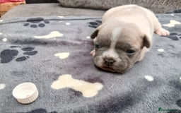 French Bulldog dogs for sale: French bulldog puppies 2 boys 1 girl left in Chatham - Image 10