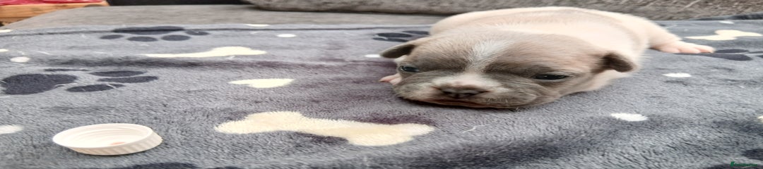 French Bulldog Puppy 2