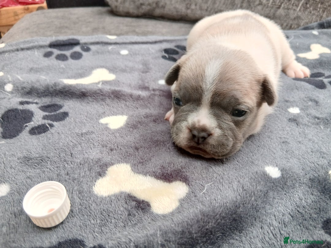 French Bulldog dogs for sale: French bulldog puppies 2 boys 1 girl left in Chatham - Image 10