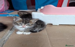 Domestic Shorthair cats for sale: 4 Playful Kittens Ready for Loving Homes!  - Image 3