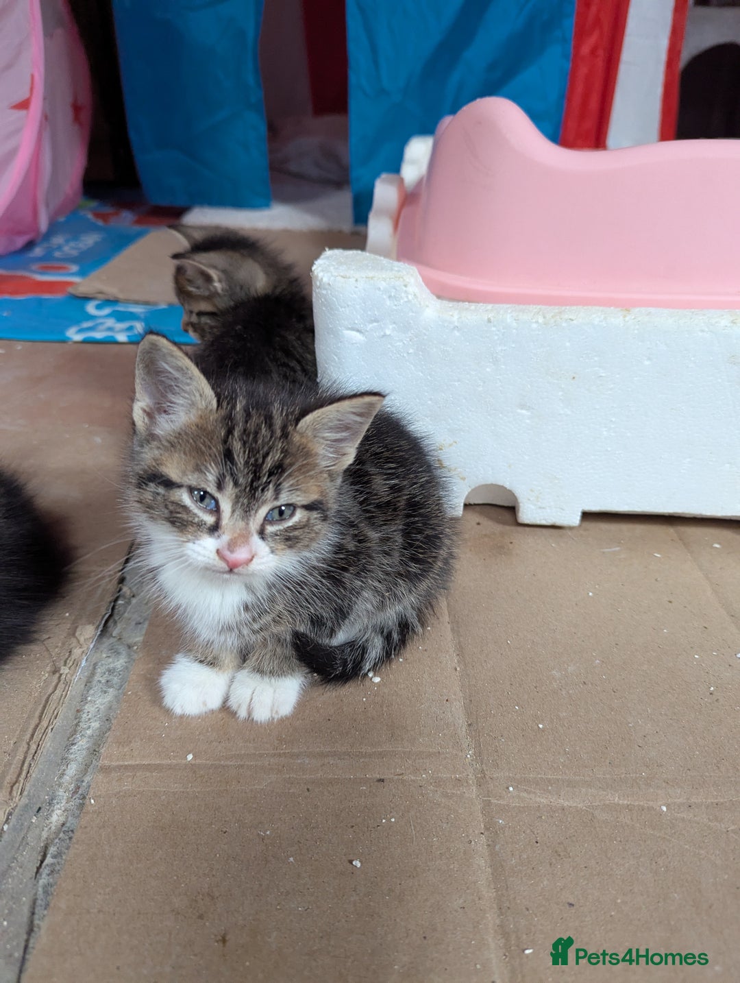 Domestic Shorthair cats for sale: 4 Playful Kittens Ready for Loving Homes!  - Image 3