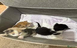 Mixed Breed cats for sale: Litter Of 3 Gorgeous Kittens For Sale please read  - Image 2
