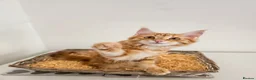 Maine Coon cats for sale: Maine coon mixed lovely extremely adorable kittens - Advert 3
