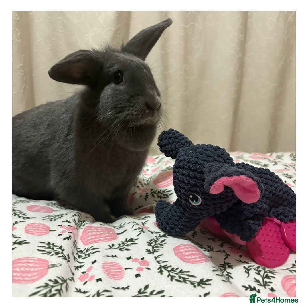 Mini Lion Lop rabbits for sale: Female Mini Lop Lionhead Rabbit – Indoor Only  - Advert 1