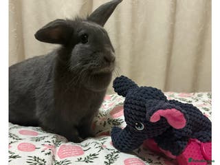 Mini Lion Lop rabbits Female Mini Lop Lionhead Rabbit – Indoor Only - Advert 1