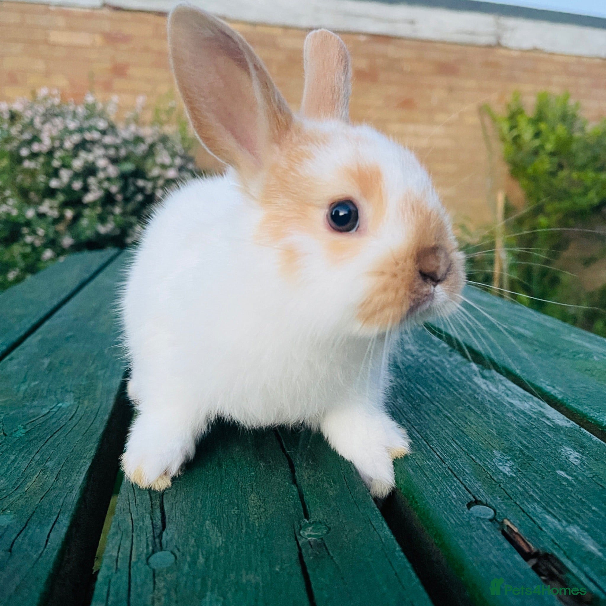 Netherland Dwarf rabbits Beuitiful netherland dwarf x lion head babys  - Advert 12