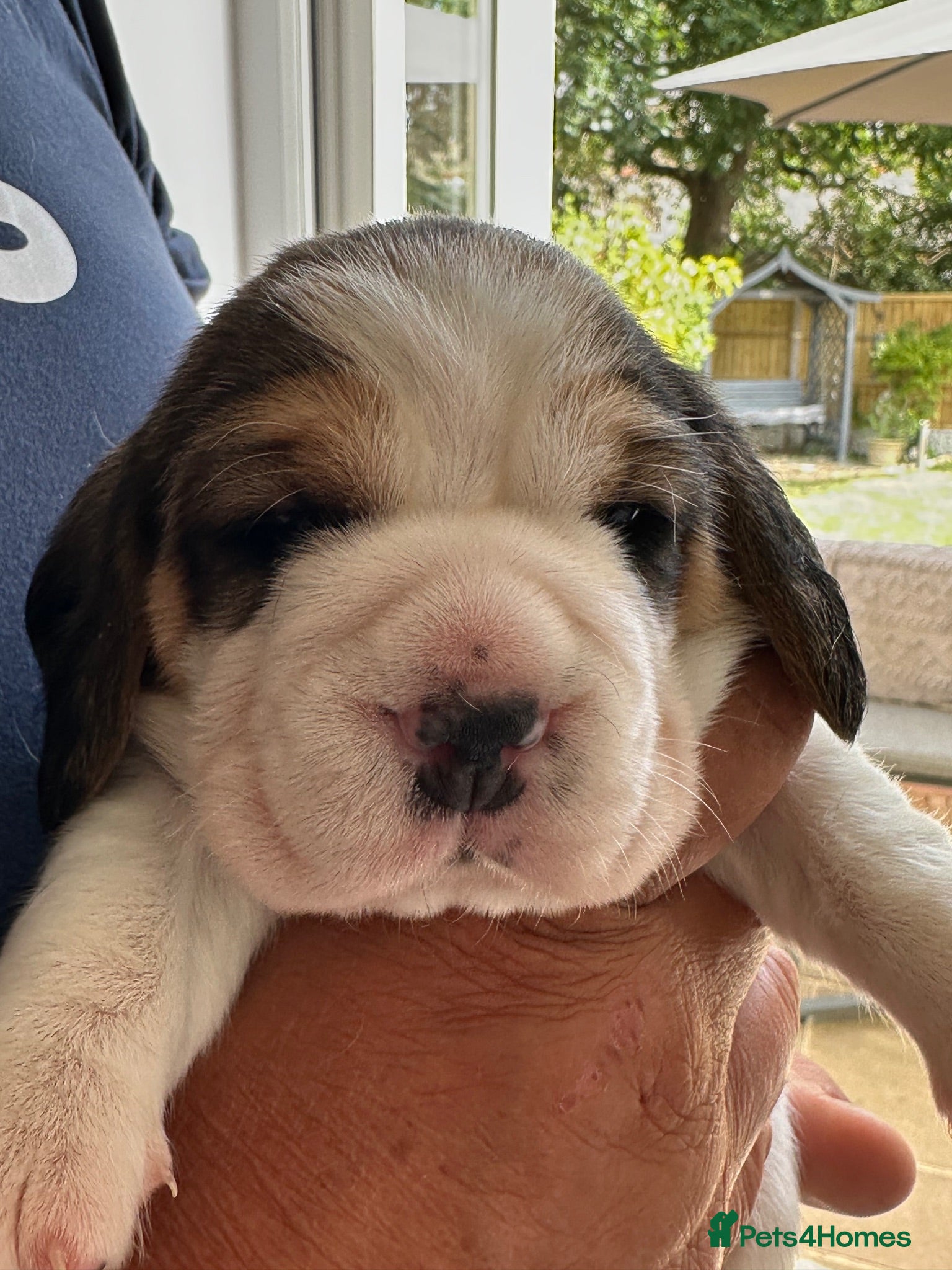 Beagle dogs Beautiful KC registered 5th gen pedigree puppies - Advert 2