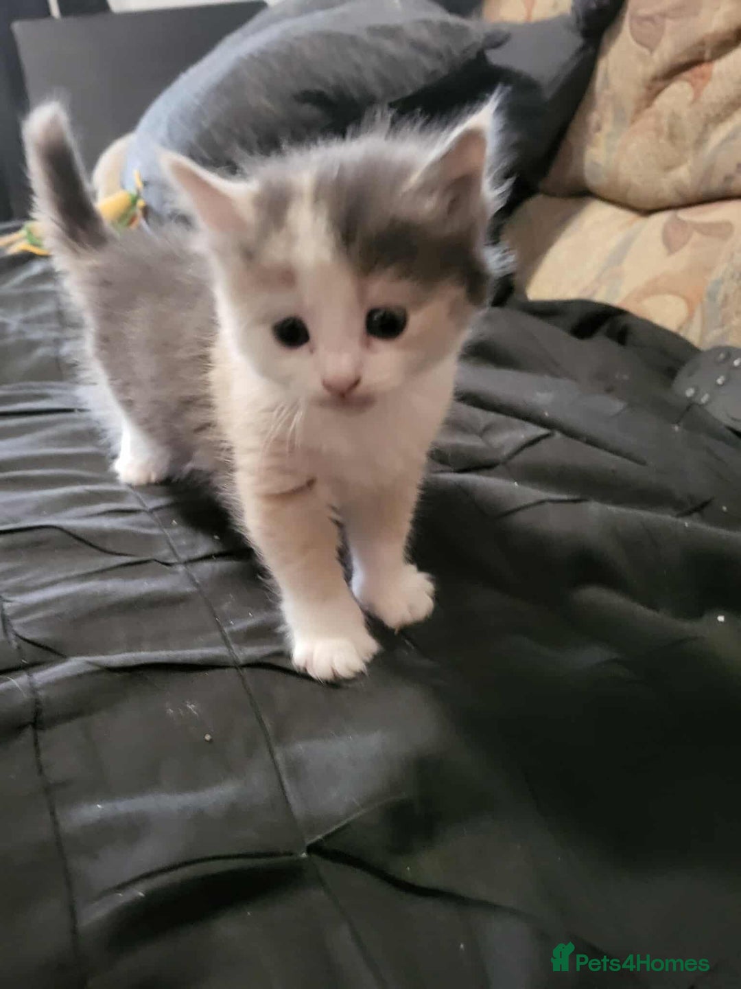 Maine Coon cats for sale: Maine Coon X - Image 4