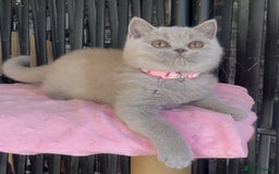 British Shorthair cats for sale: Beautiful BSH kittens  - Image 17