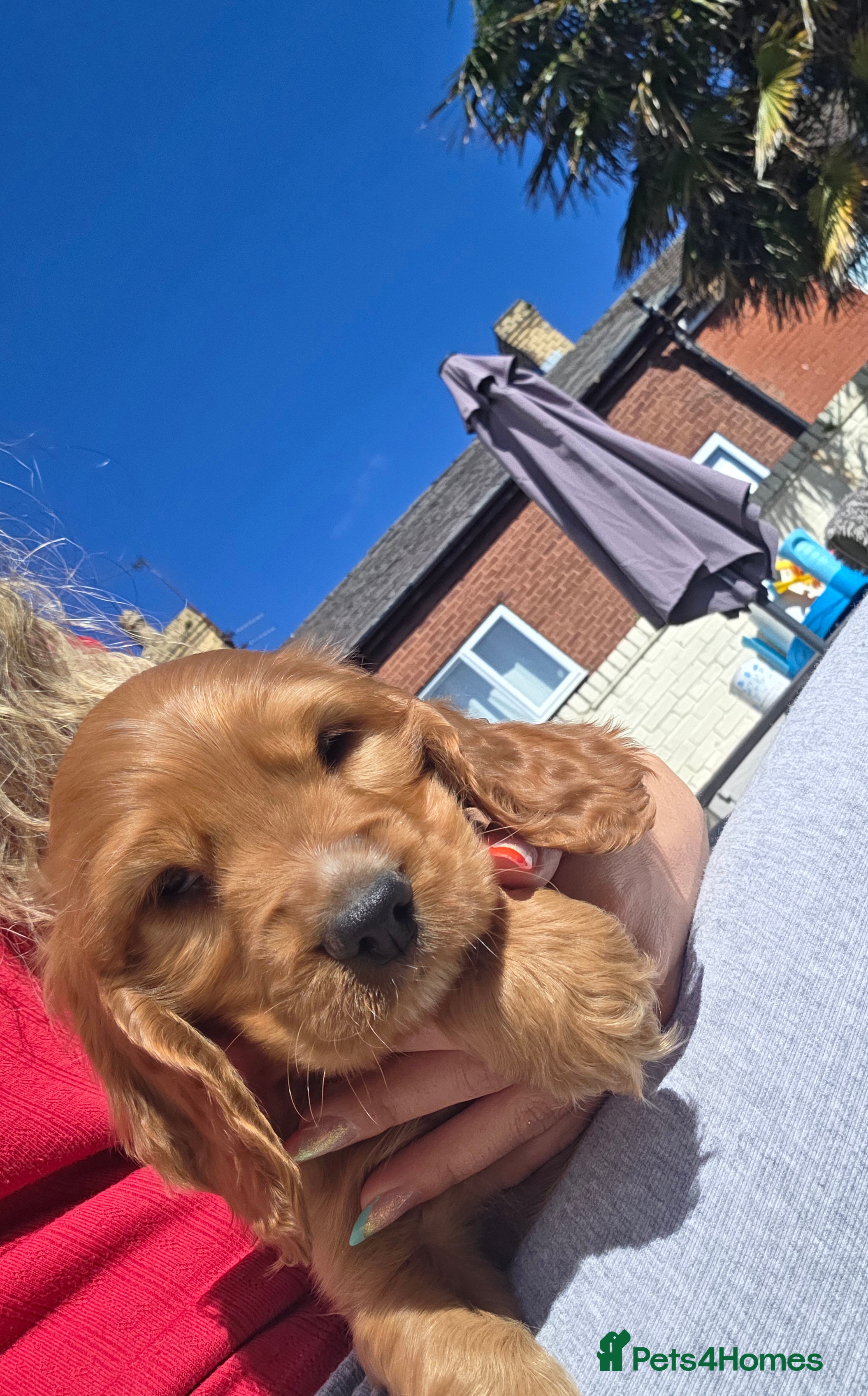Cocker Spaniel dogs Cocker spaniel puppies - Advert 17