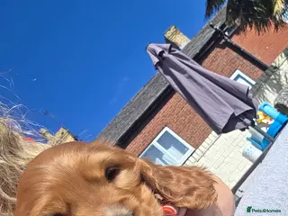 Cocker Spaniel dogs Cocker spaniel puppies - Advert 17