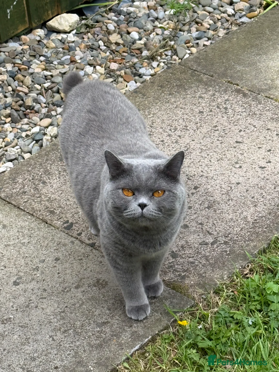 British Shorthair cats for sale: Pedigree Adult male British short blue hair cat  - Advert 2