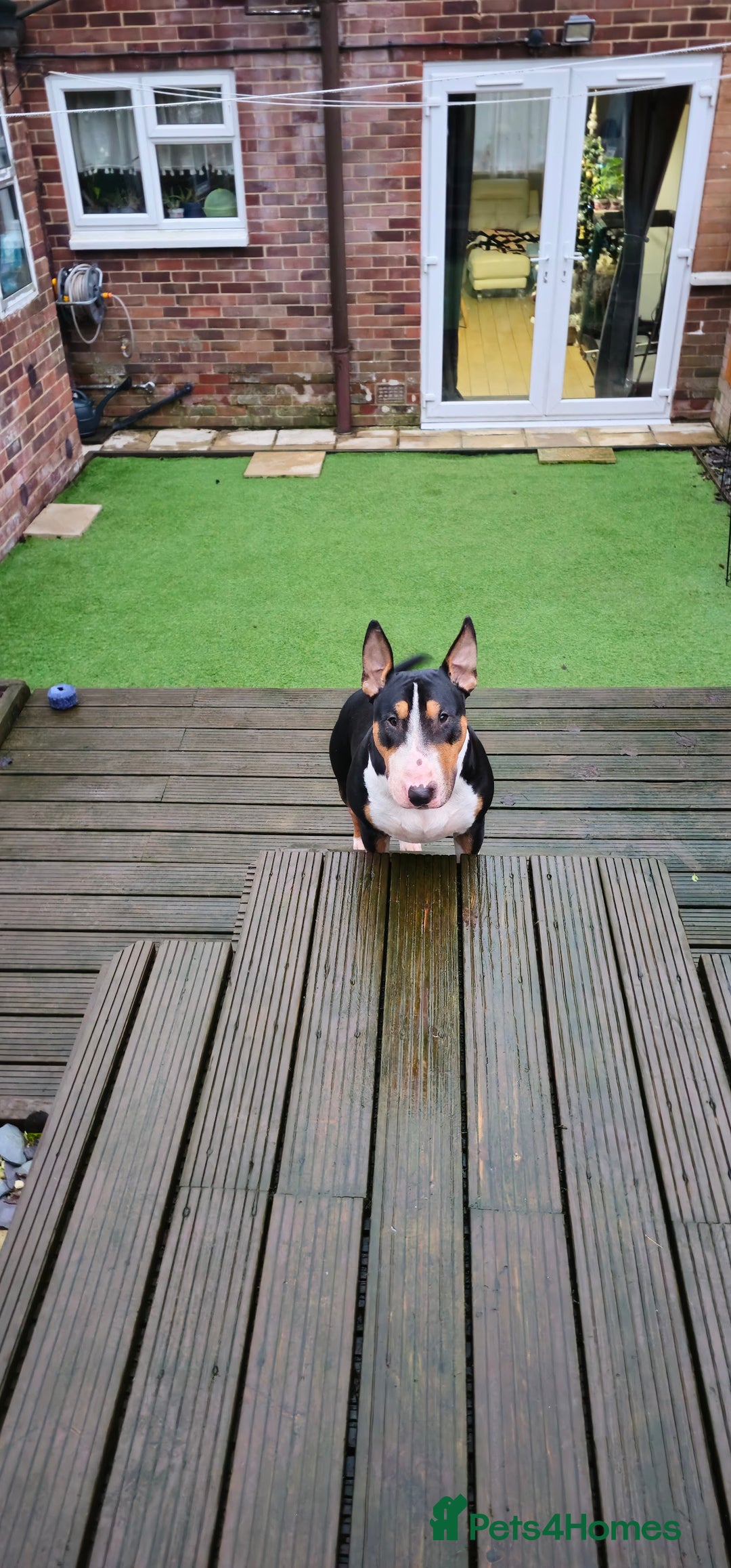 English Bull Terrier dogs for stud: KC registered stud - Advert 4