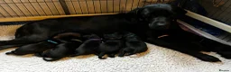 Labrador Retriever dogs for sale: Beautiful KC reg working Labrador Retriever pups  - Advert 8