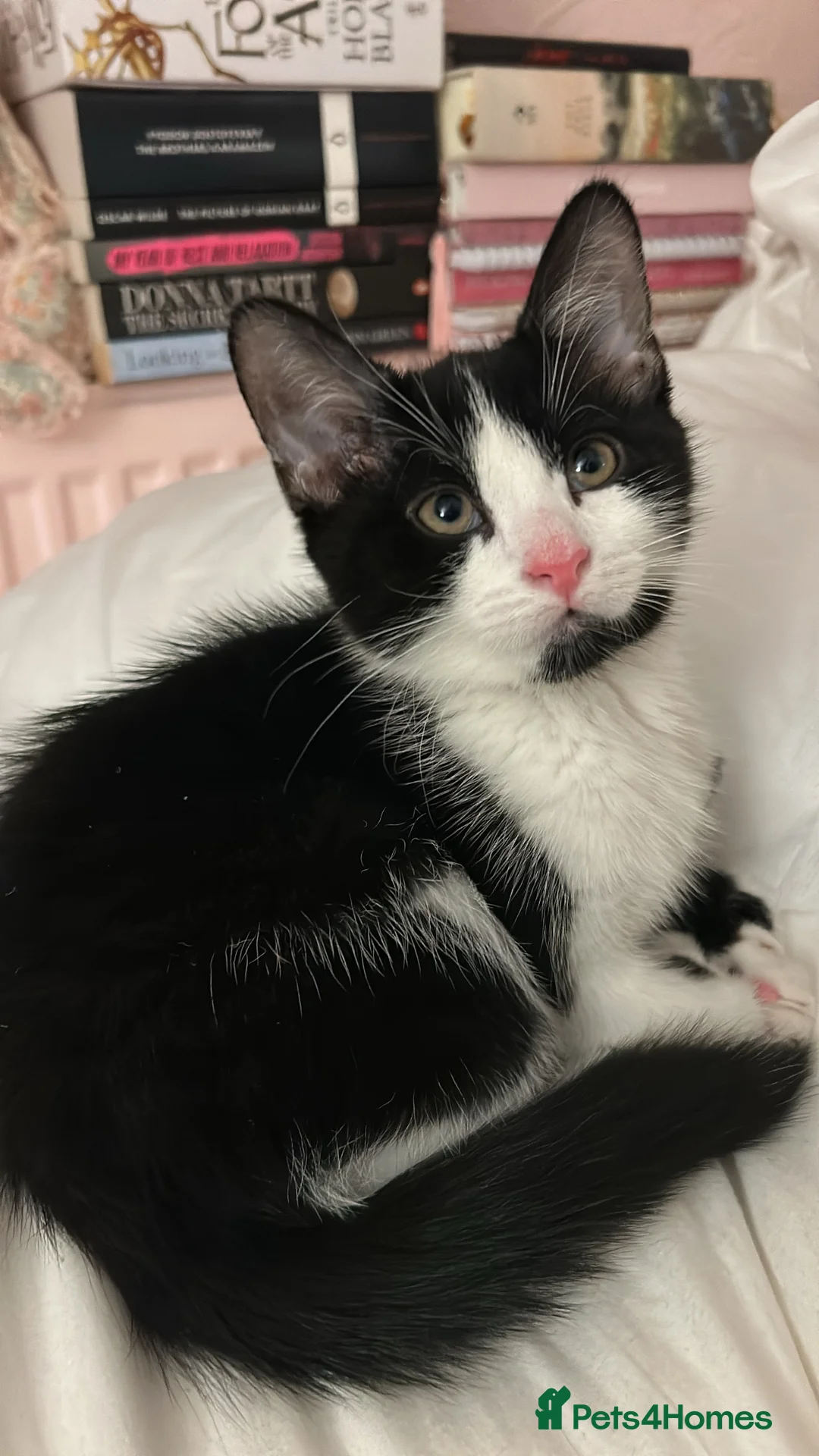 Mixed Breed cats for sale: Gentle Male Kitten (+ litter tray, food, toys…) - Advert 5