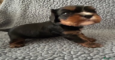 Cavalier King Charles Spaniel dogs Health Tested, beautiful KC Cavalier Puppies.  - Advert 9