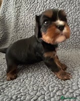 Cavalier King Charles Spaniel dogs Health Tested, beautiful KC Cavalier Puppies. - Advert 9