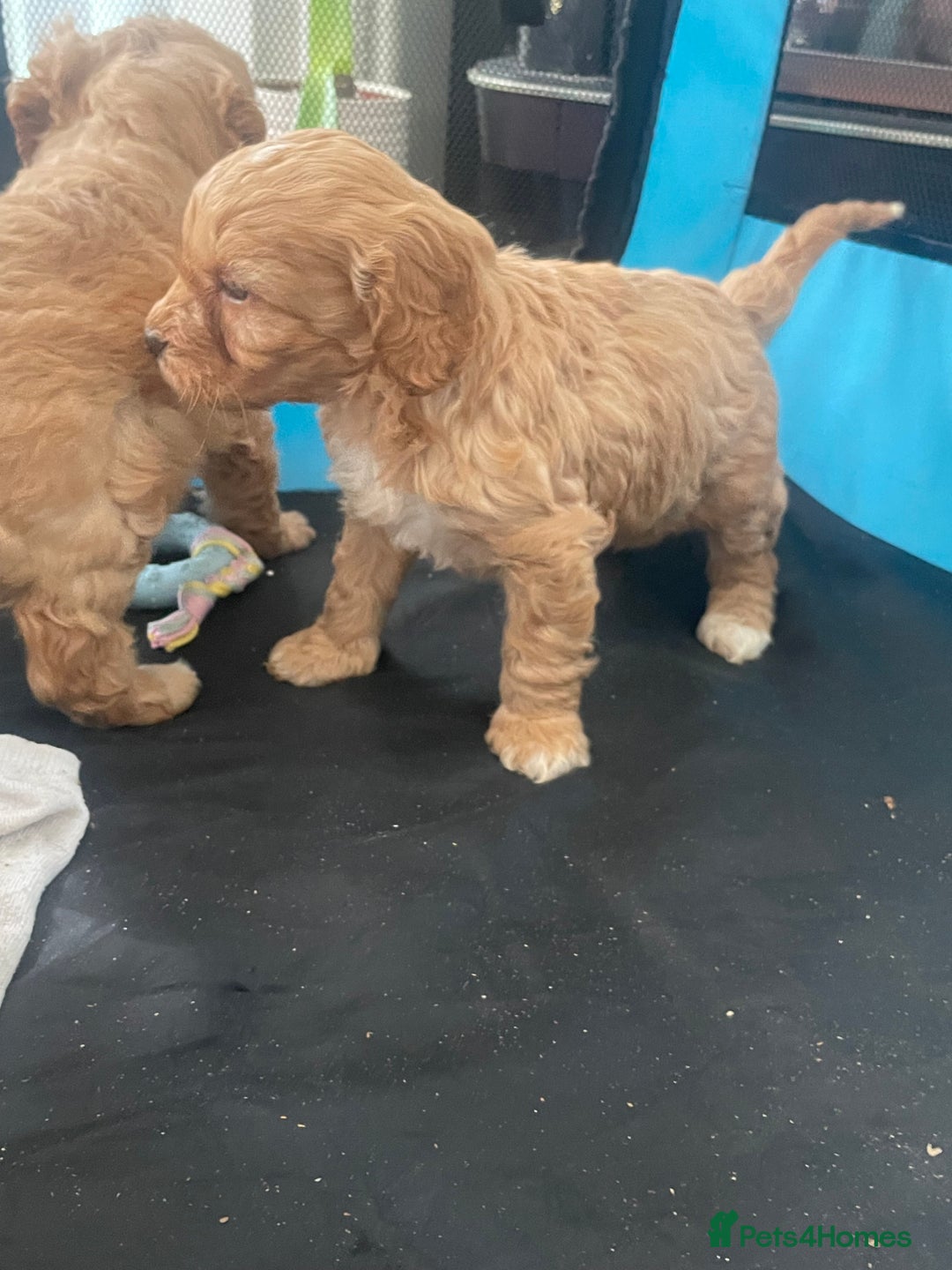 Cavapoo dogs for sale: F1 cavapoo - Image 7