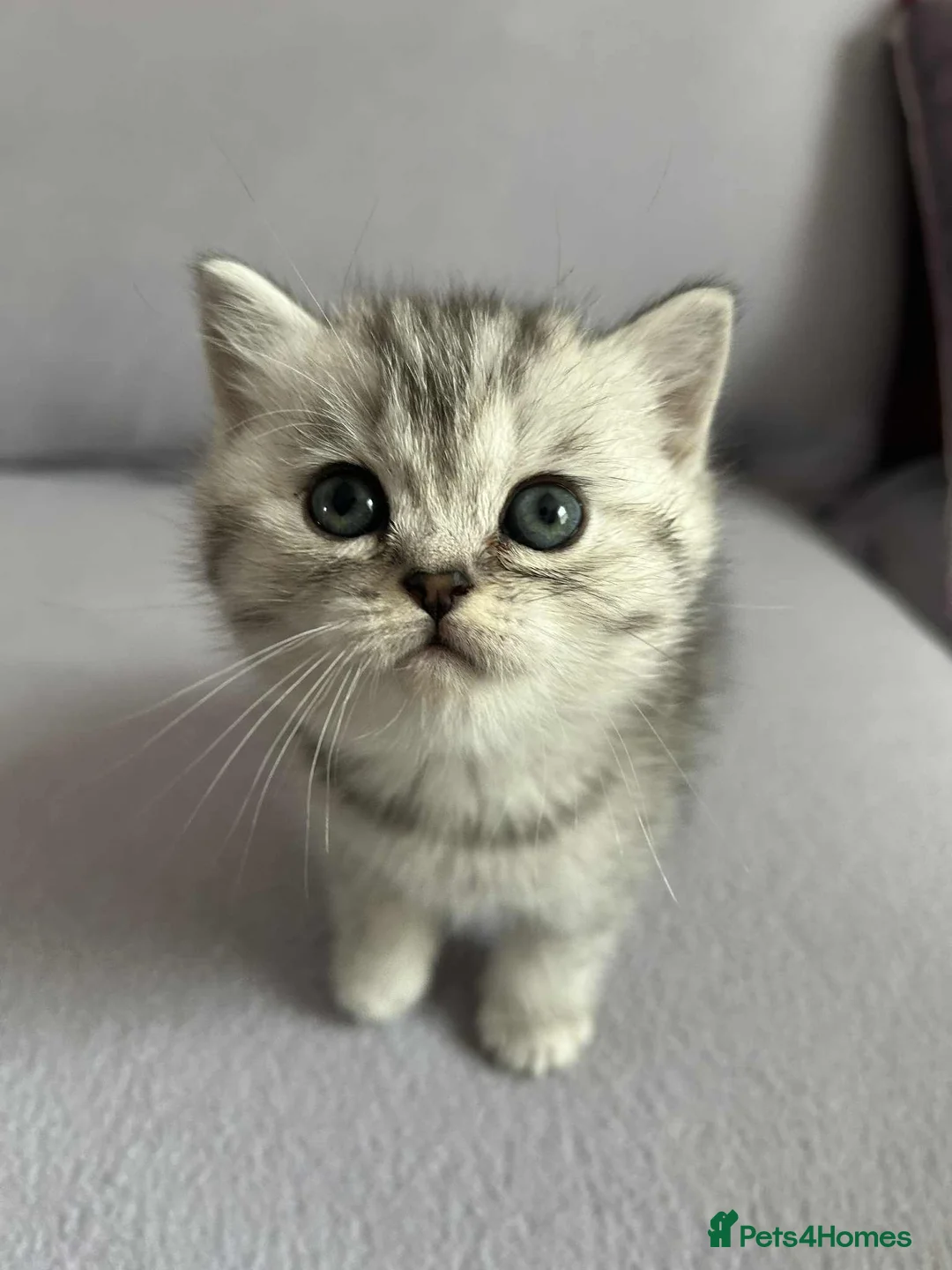 British Shorthair cats for sale: Stunning British Shorthair kittens - Advert 10