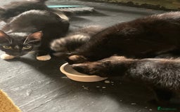 Mixed Breed cats for sale: Tabby and grey kittens  - Image 3