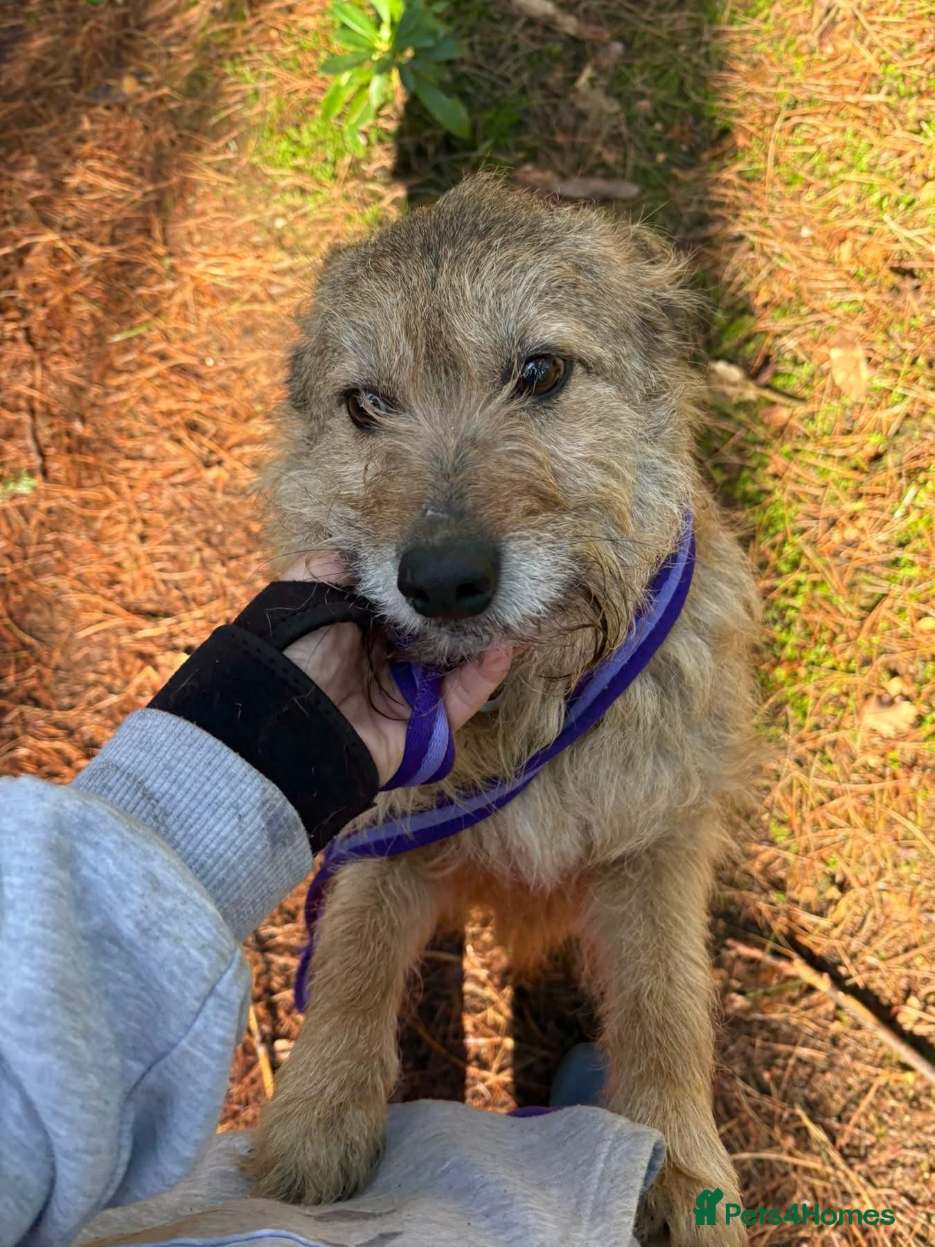 Mixed Breed dogs Jack - Watton Norfolk  in Thetford - Advert 14