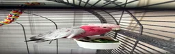 Cockatoo birds for sale: Elvis the outstanding Galah Cockatoo in Billingham - Advert 4