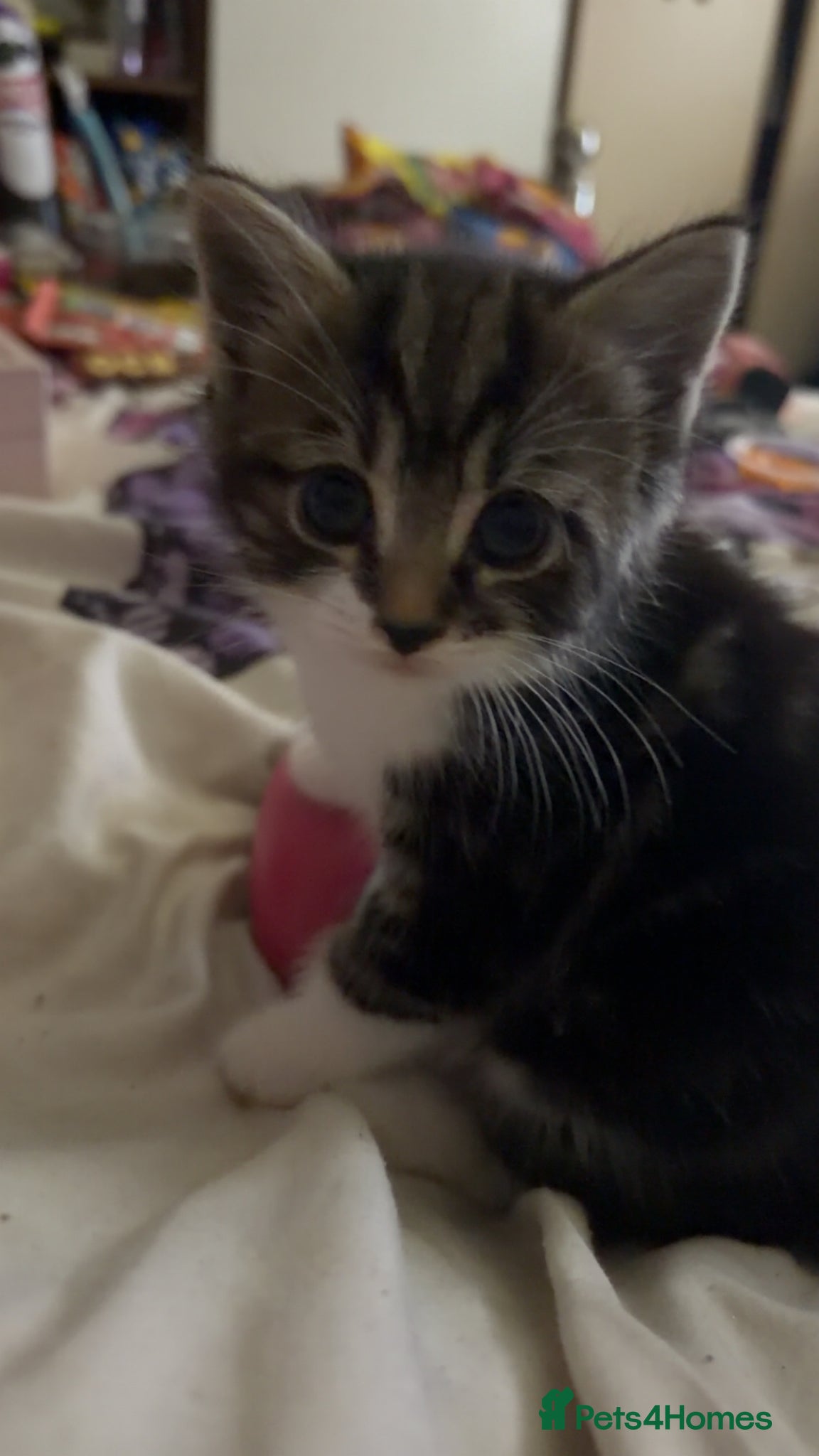 Mixed Breed cats for sale: 5 friendly playful mixed tabby kittens - Advert 7
