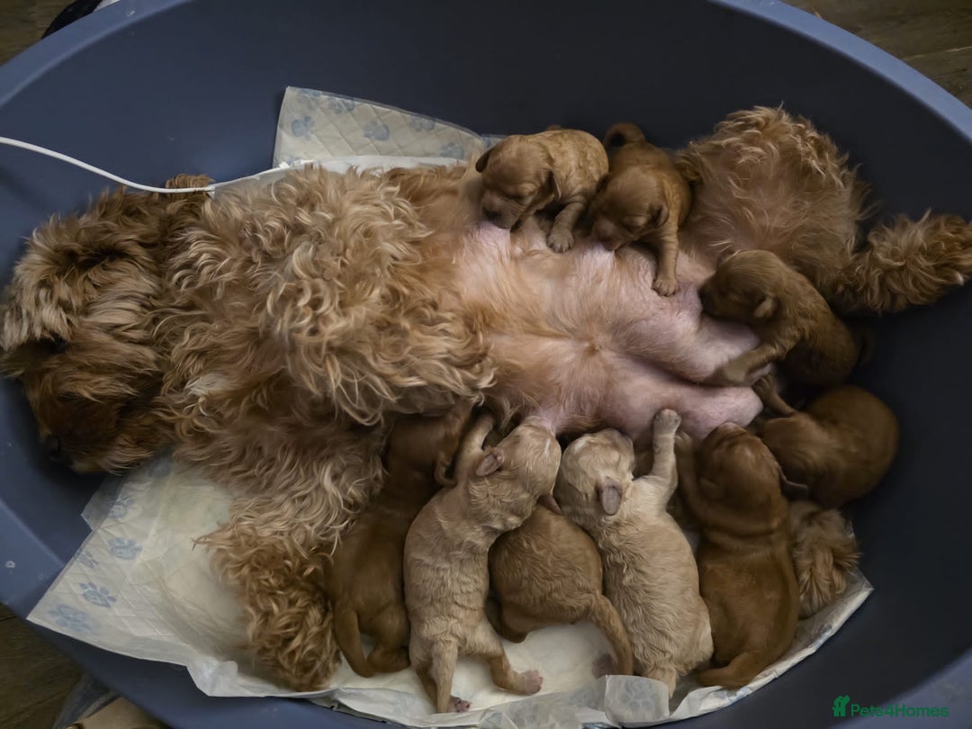 Cavapoo dogs for sale: Cavapoo puppies - Advert 3